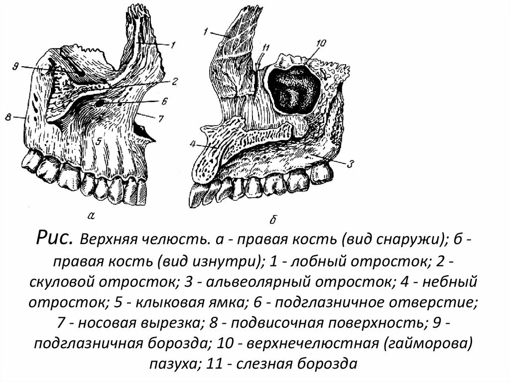 Клыковая ямка. Небный отросток верхнечелюстной кости. Верхняя челюсть анатомия строение. Верхняя челюсть кость. Верхняя челюстная кость анатомия.