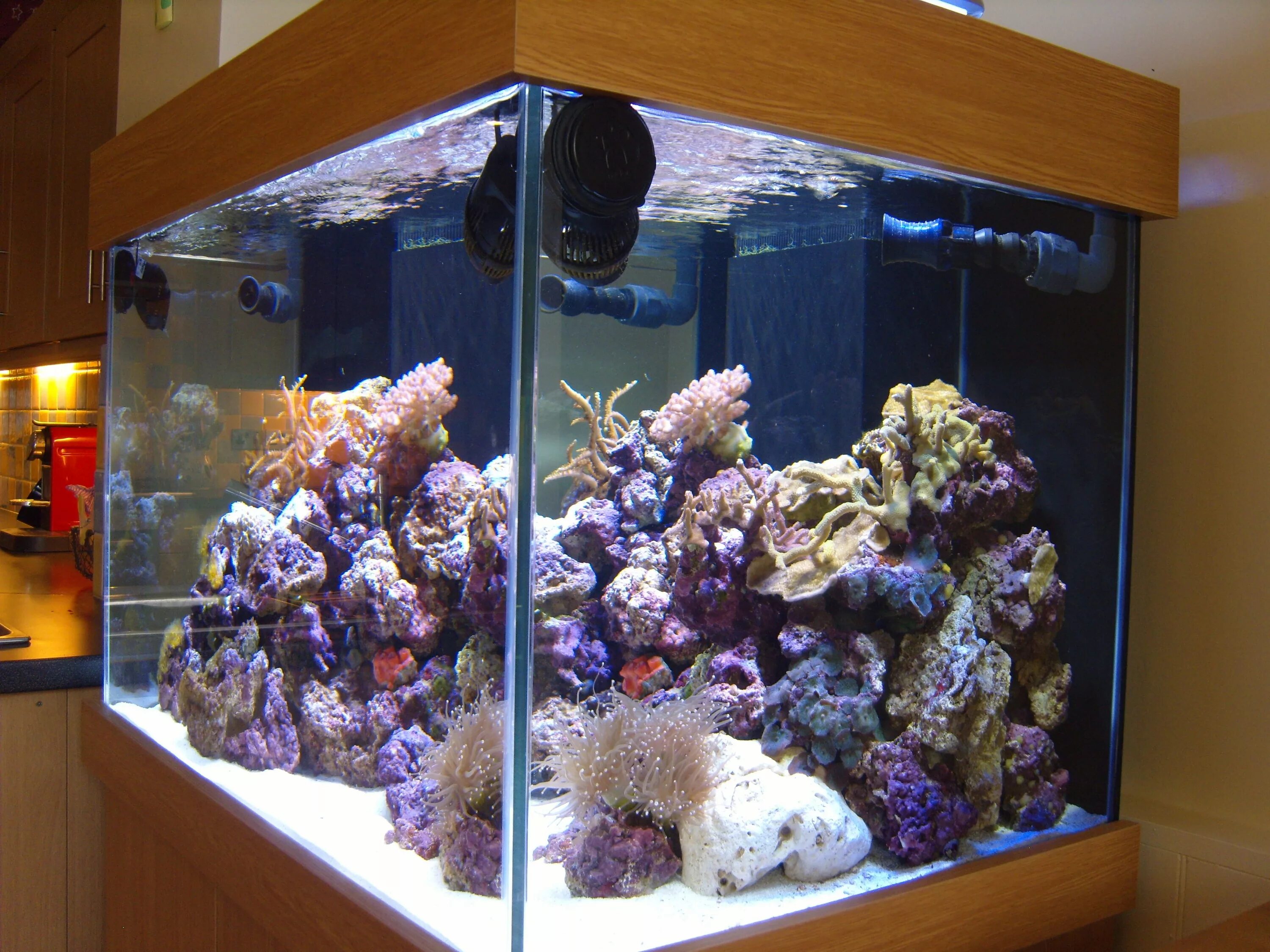 Marine aquarium. Морской аквариум. Большие морские аквариумы с колоннами. Морские креветки для аквариума. Карантинный морской аквариум.