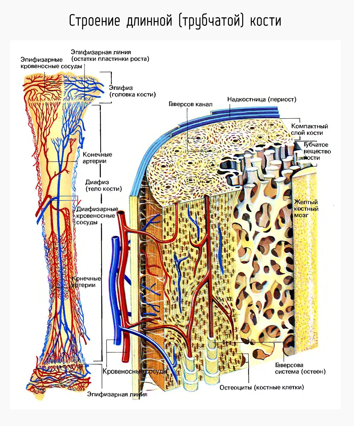 Строение длинной трубчатой кости. Трубчатая кость строение анатомия. Внутреннее строение кости состав. Внутреннее строение трубчатых костей. Кровообращение костей