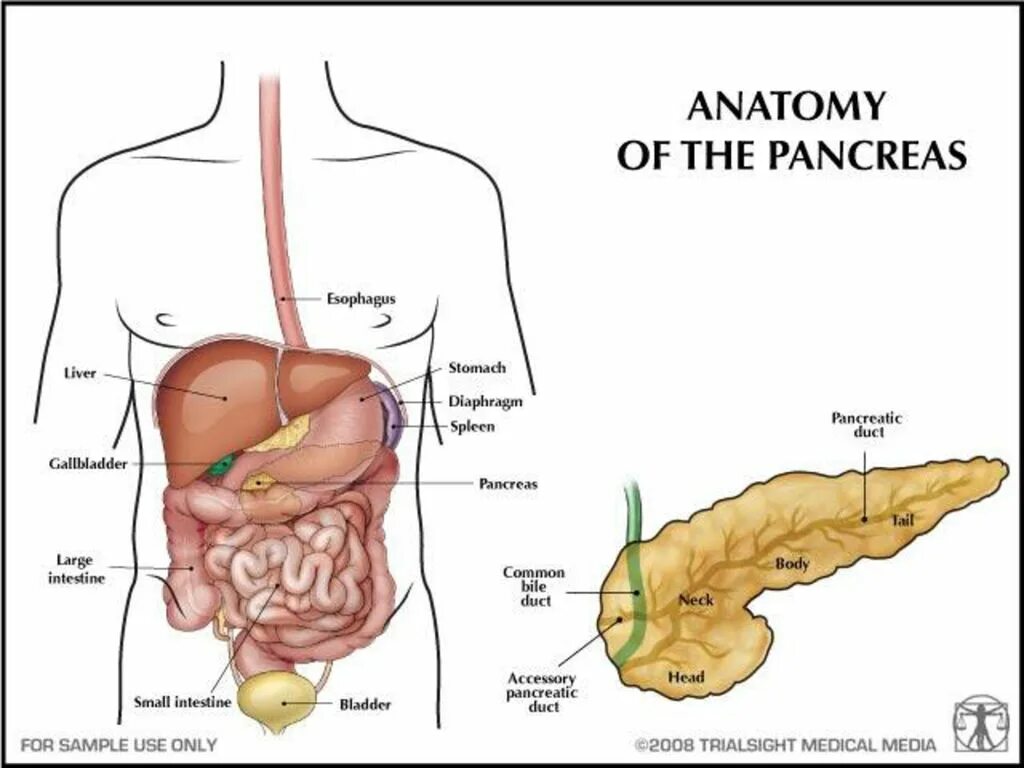 Анатомия поджелудочная железа расположение. Анатомия человека желчный пузырь расположение. Расположение поджелудочной железы у человека. Расположение органов у человека поджелудочная железа.