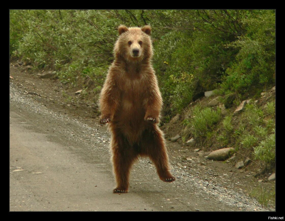 Где медведь танцует. Танцующий медведь. Медведь танцует. Медведь на задних лапах. Бурый медведь на задних лапах.