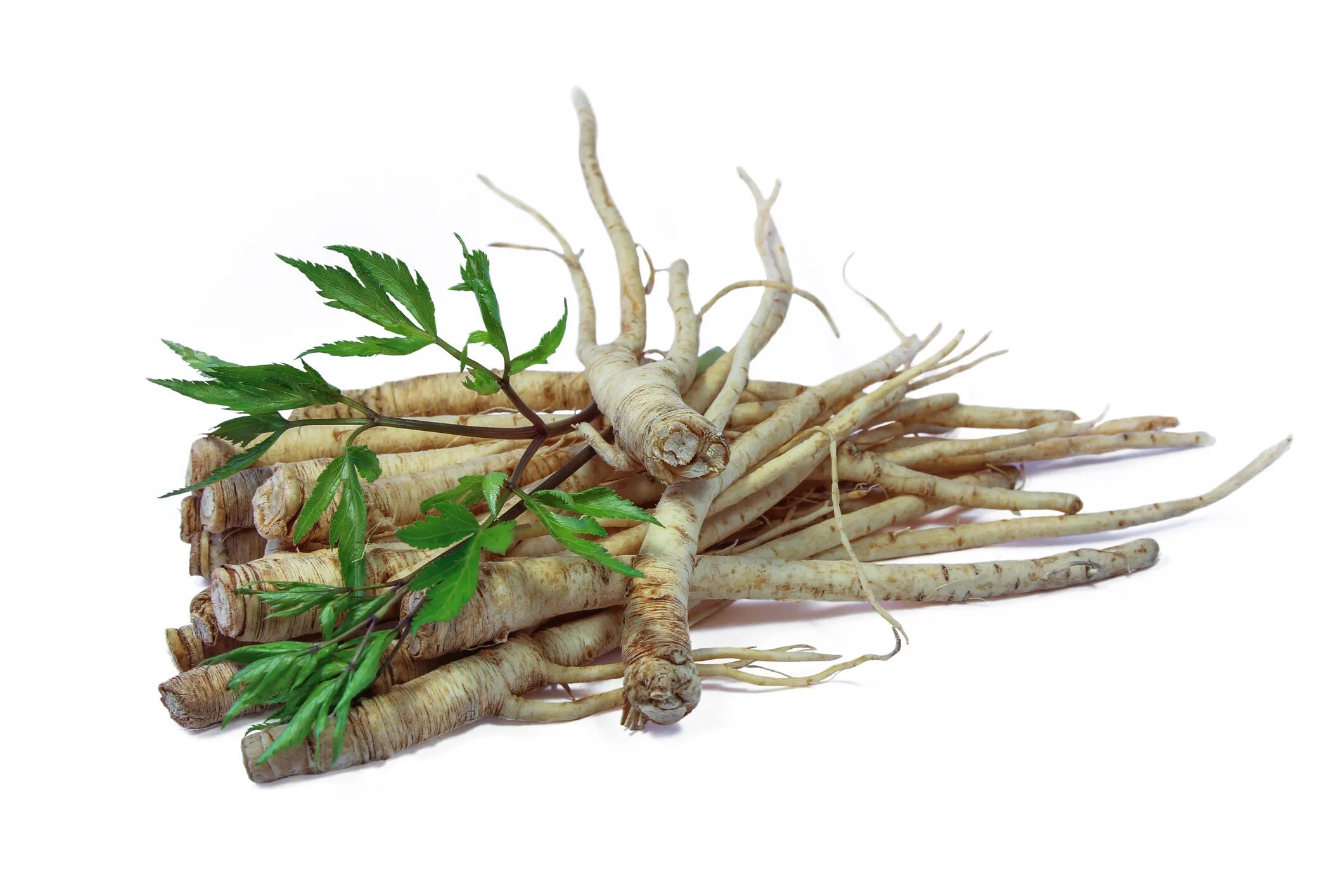 Красивый какой корень. Конский щавель корень. Красивый какой корень. Красивый какой корень. Корешок растения.