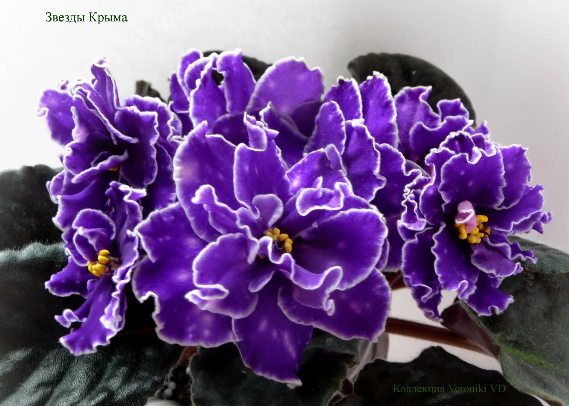 Фиалка звезды крыма морев. Фиалка звезды крыма. Фиалка крымская звезда. Сорт фиалки звезды крыма. Сорт фиалки звезды крыма.