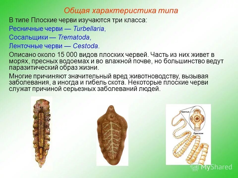 Ленточные и плоские черви. Классы Ресничные черви, сосальщики, ленточные черви.. Тип плоские черви турбеллярии. Тип плоские черви классы ленточные черви сосальщики. Класс червей ленточные черви.