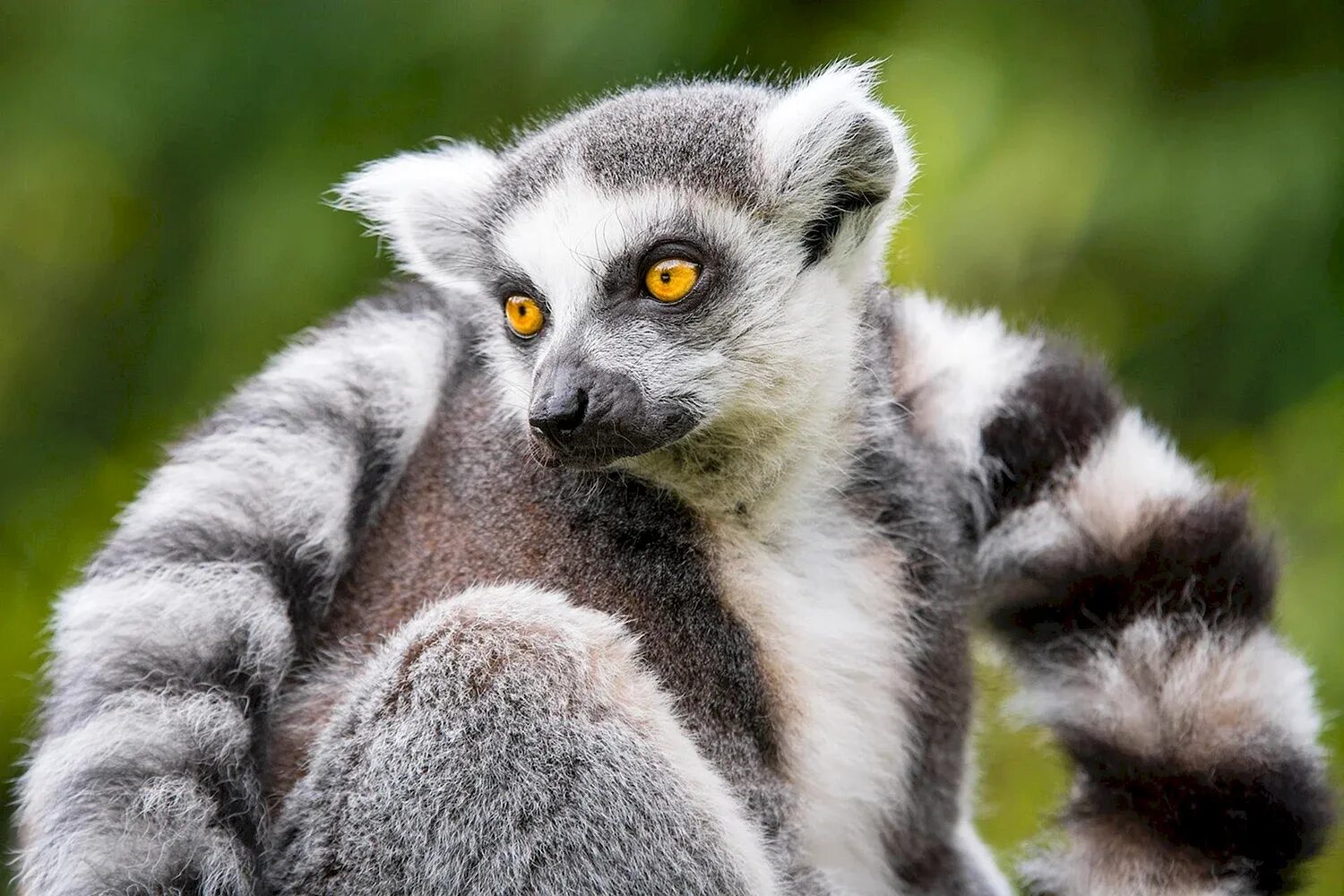 Кошачий лемур самка. Кошачий лемур мадагаскар. Кольцехвостый лемур. Примат галаго. Приматы лемуры.