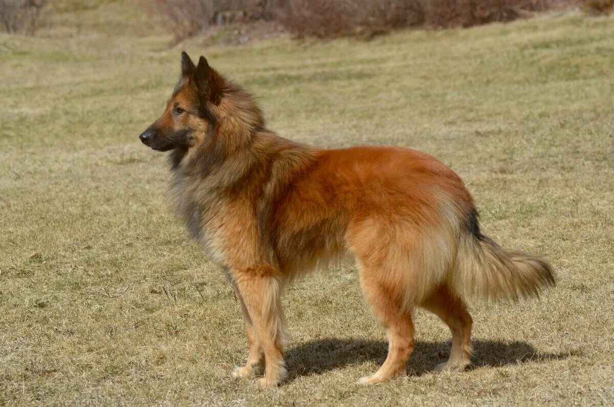 Belgian Tervuren Shepherd Belgian shepherd, Malinois dog, Belgian dog
