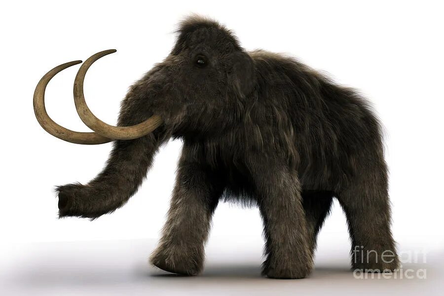 Вымерший гигант 9 букв сканворд. Mammuthus Woolly Mammoth. Шерстистый мамонт (Mammuthus primigenius). Мамонт в профиль. Кудрявый мамонт.