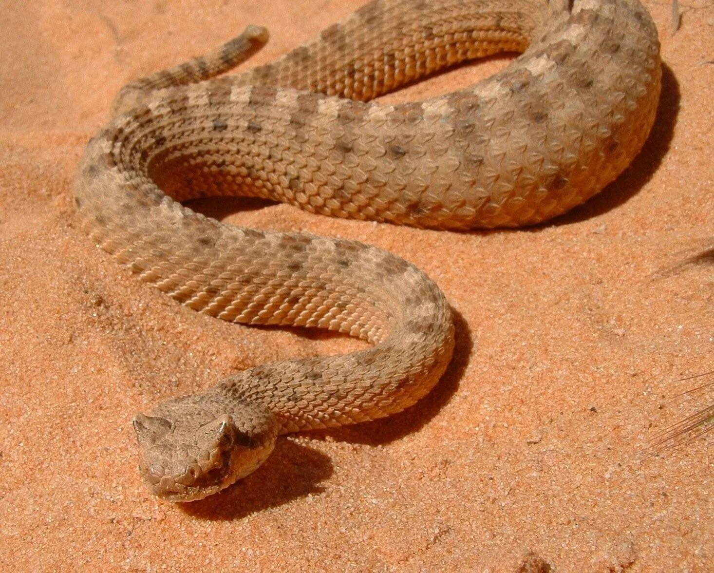 Пустынная гадюка земляная змея. Песчаная Эфа змея. Змея песчаный гремучник. Египетская пустынная Кобра. Среднеазиатская гадюка.