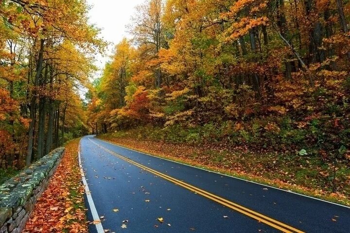 Осень дорога фото красивые The Ambientalist When Autumn Comes YouTube