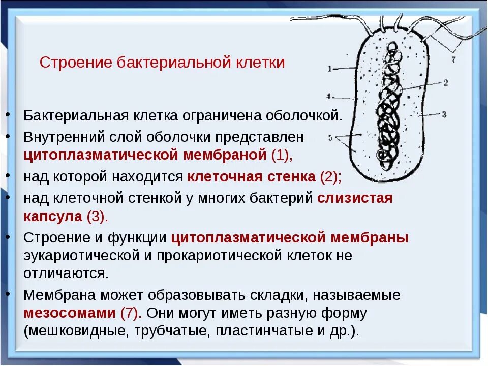 Слизистый слой бактерий. Функции бактериальной клетки кратко. Строение бактериальной клетки 5 класс биология функции. Основные структурные компоненты бактериальной клетки. Строение органоидов бактериальной клетки таблица.