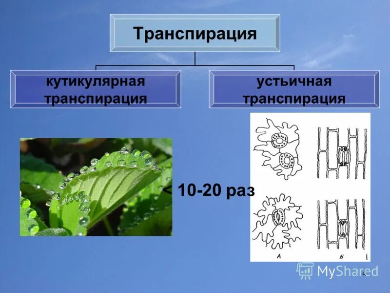 Функции транспирации. Устьичная транспирация растений. Кутикулярная транспирация. Устьичная и кутикулярная транспирация. Типы транспирации растений.