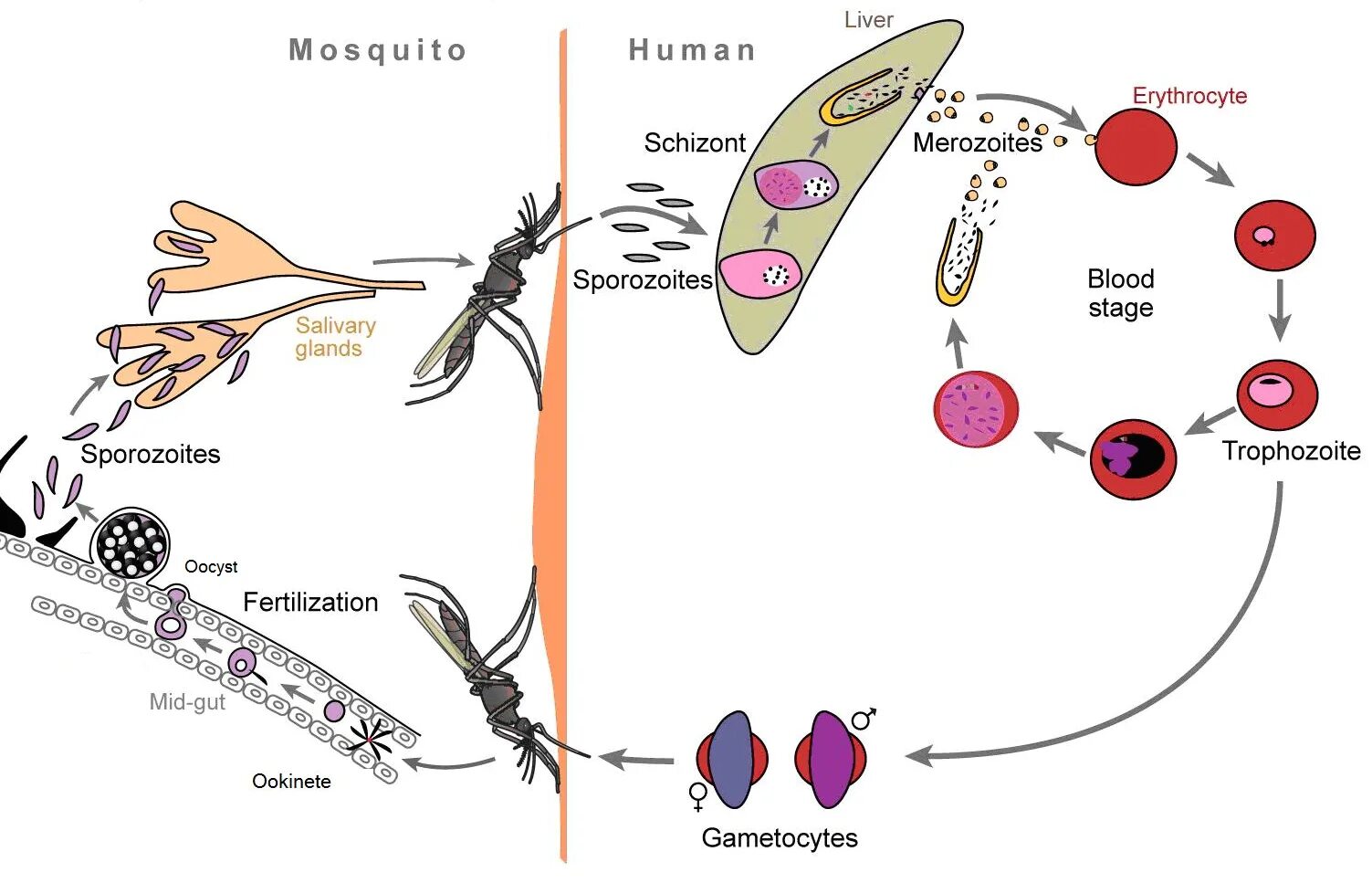 Малярийный плазмодий Вивакс. Plasmodium falciparum жизненный цикл. Жизненный цикл малярийный плазмодий Plasmodium falciparum. Plasmodium Vivax жизненный цикл. Малярия цикл развития малярийного плазмодия