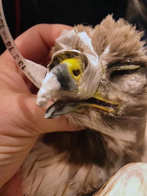 Перерождение орла. Разбитый орел. Разбитый орел. Птичка с поломанным крылом. Разбитый орел.