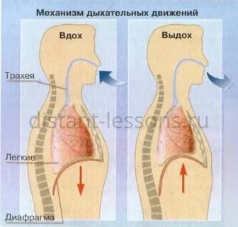 При выдохе выходит воздух