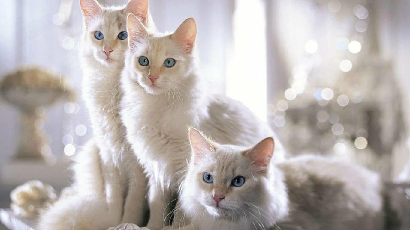 Красивые коты и кошки. Много красивых кошек. три красивые кошки. несколько красивых кошек. много красивых кошечек.