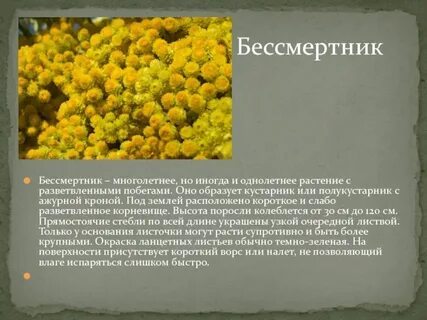 Бессмертник свойства