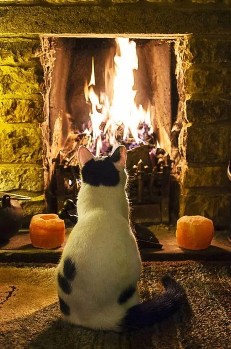 Вечера с котиком 1. Кот у камина. Теплый уютный камин и кот. Уютный камин. У камина.