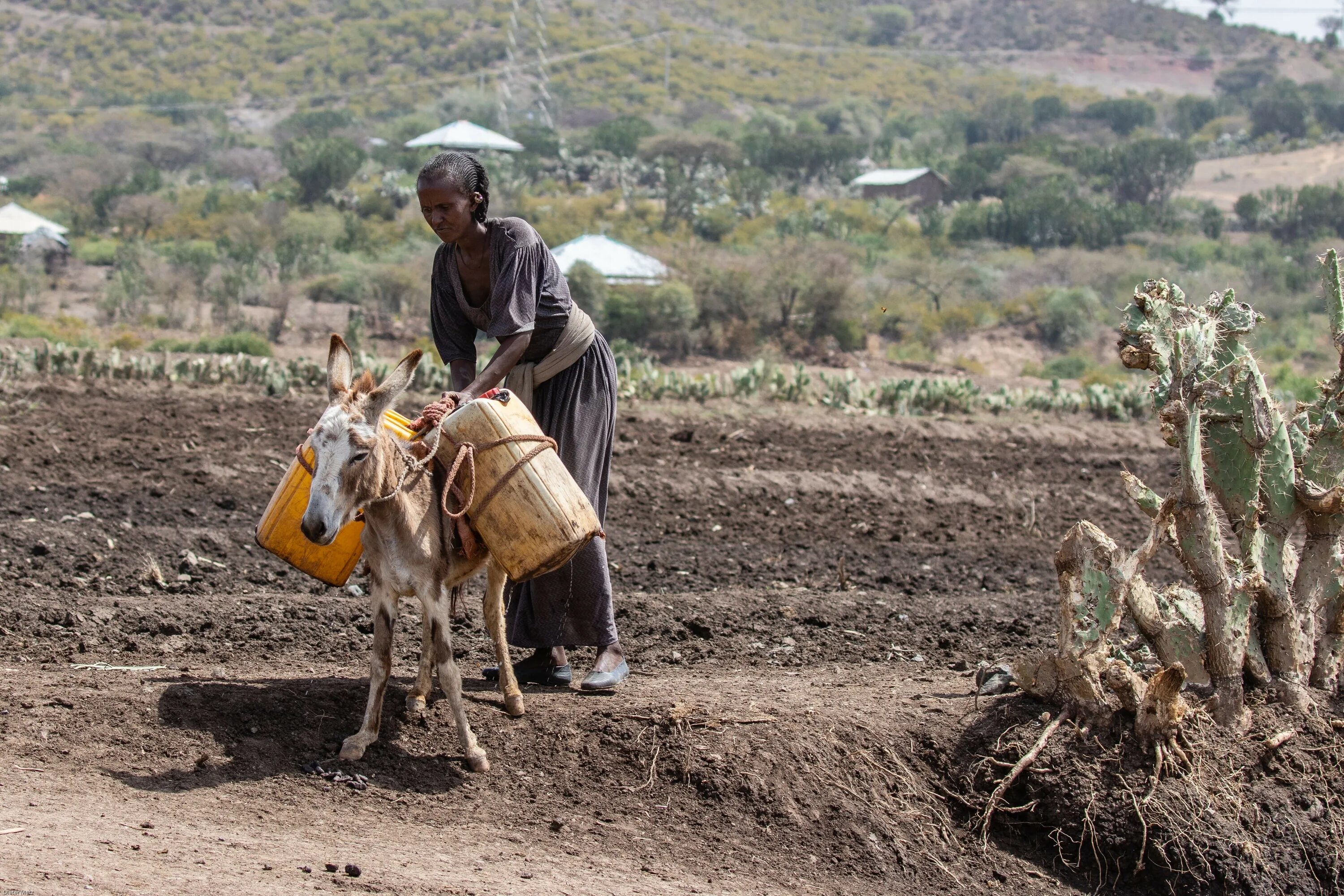 Эфиопия сельское хозяйство Эфиопии. Хозяйство Африки. Сельское хозяйство Африки. Натуральное сельское хозяйство Африки.