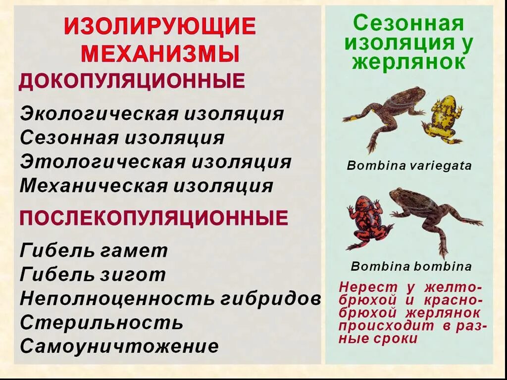 Примеры изоляции в биологии. Изолирующие механизмы. Репродуктивная изоляция примеры. Изолирующие механизмы примеры. Изолирлирующие механизмы..