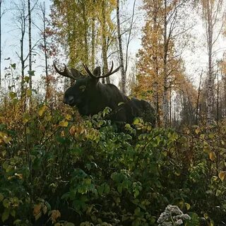 Лосиный остров московская область