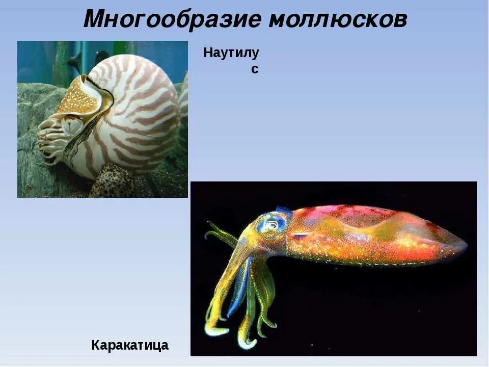 Брюхоногие и головоногие. Класс головоногие моллюски каракатица. Тип моллюски многообразие. Многообразии типов моллюсков. Каракатица тип