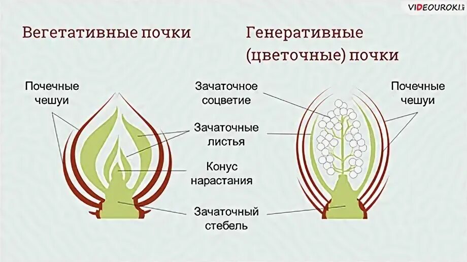 Зачаточные генеративные почки. Почка представляет собой зачаточный побег. Зачаточные почки рисунок. Вегетативная и генеративная почка. Зачаточная почка и конус нарастания.