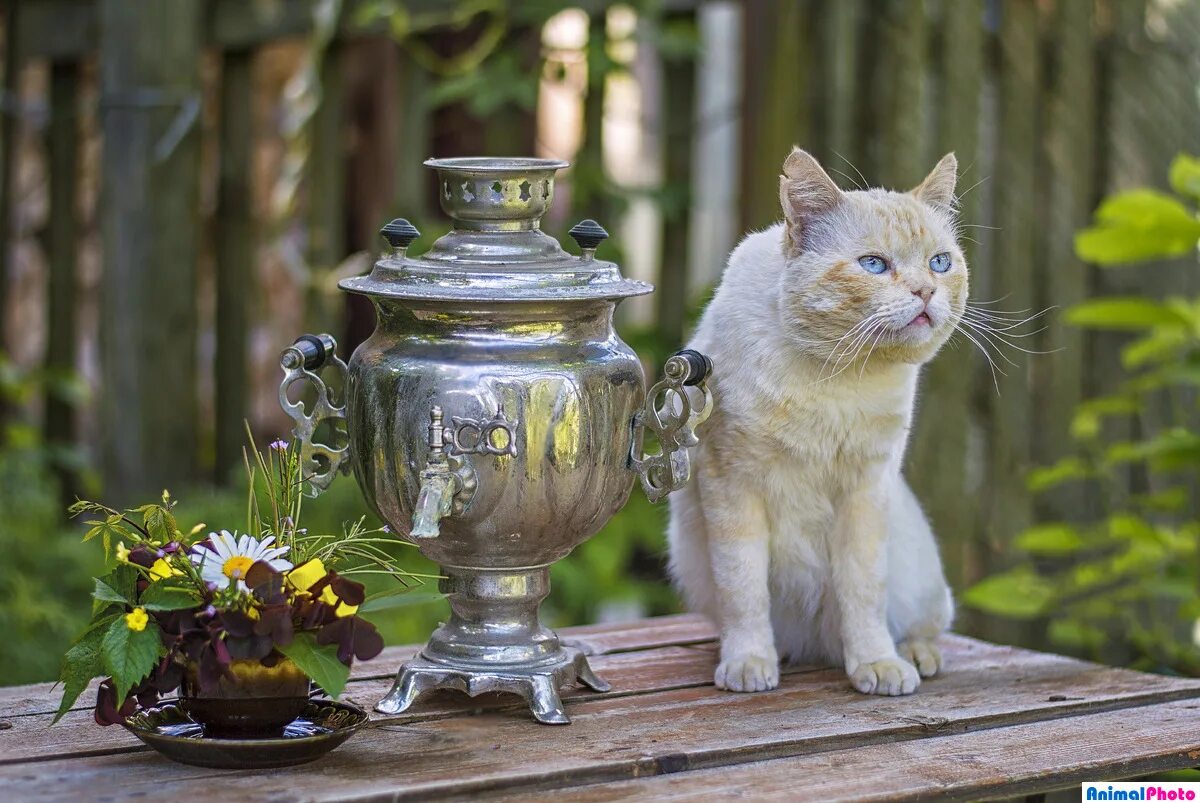 Коту можно чай. Самовар в саду. Кот с самоваром. Деревенское чаепитие. Самовар на даче в саду.