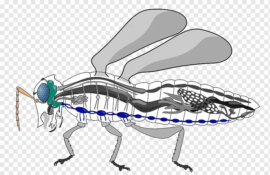 Кровообращение у насекомых. Кровеносная система насекомых. Пищеварительная система насекомых. Морфология насекомых. Нервная система насекомых.