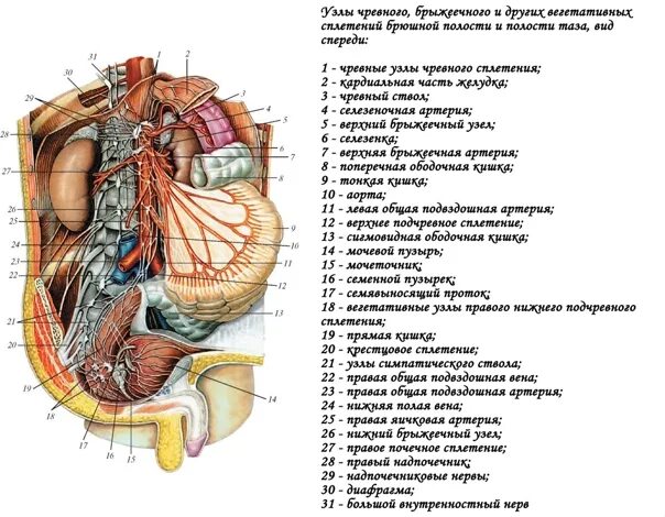 Внутренняя вена латынь. Узлы чревного сплетения. Иннервация органов брюшной полости анатомия. Иннервация органов брюшной полости и таза. Ветви чревного ствола анатомия.