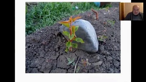 Дзен огородников