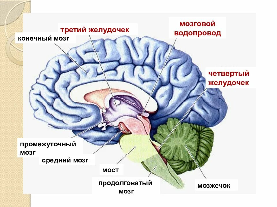 Средний мозг желудочек