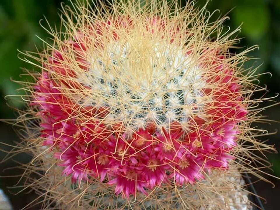 Уродливые растения. Увядший пион. Гнилые цветы. Мистериос(simpansy) роза. Самое некрасивое растение.