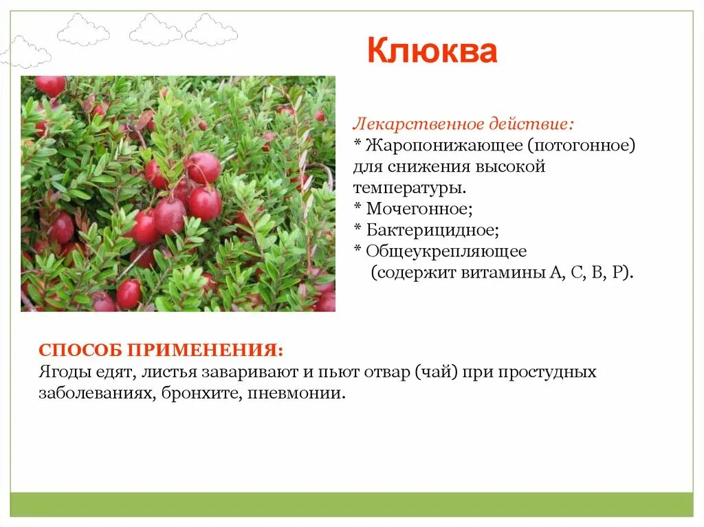 Клюква значение слова. Клюква лекарственное растение. ягоды для снижения температуры. лекарственные вещества в клюкве.