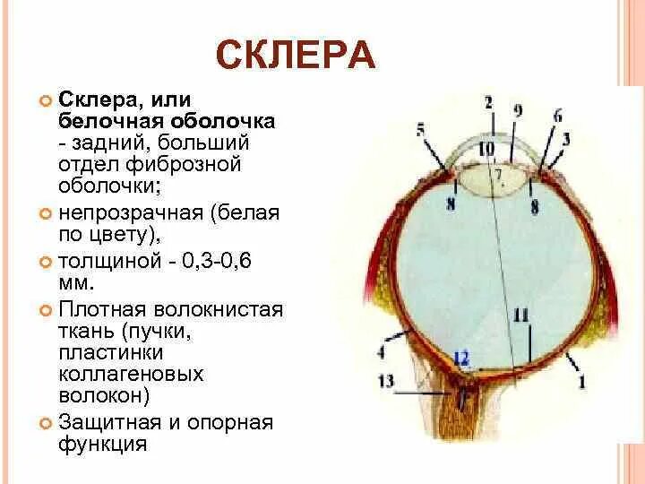 Фиброзная оболочка строение и функции. Фиброзная (белочная, склера)оболочка. Функции белочной склеры. Склера глазного яблока функции. Фиброзная белочная склера оболочка строение.