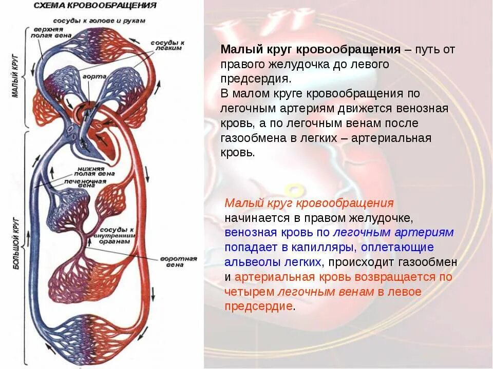 Круги кровообращения по порядку. Малый и большой круг кровообращения человека схема. Сосуды малого круга кровообращения схема. Путь малого круга кровообращения схема. Малый и большой круг кровообращения человека схема анатомия.