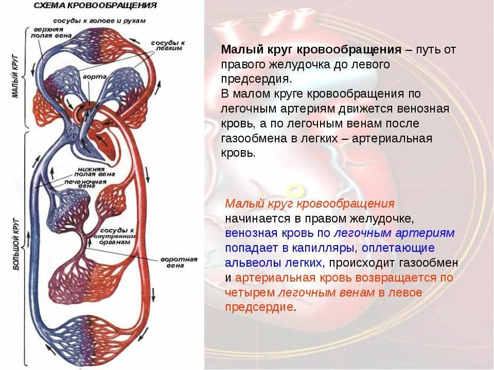 Этапы кругов кровообращения. Малый и большой круг кровообращения человека схема. Сосуды малого круга кровообращения схема. Путь малого круга кровообращения схема. Малый и большой круг кровообращения человека схема анатомия.