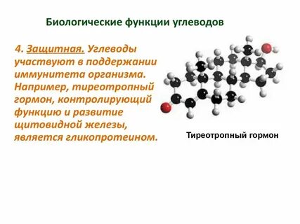 4 роли углеводов