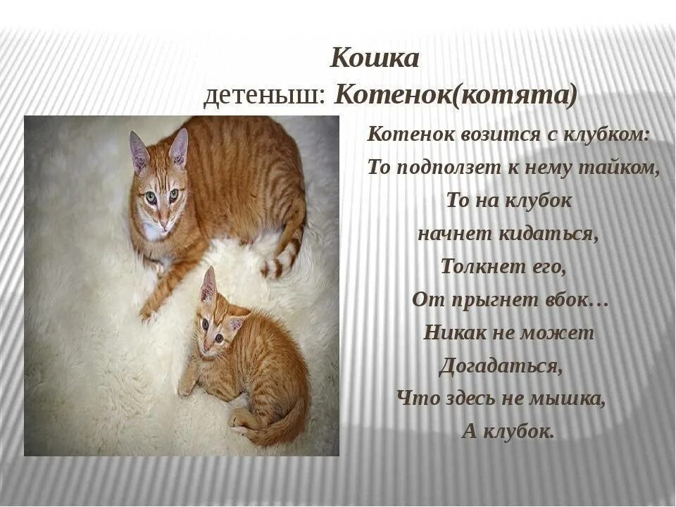 К чему снятся котята женщине много