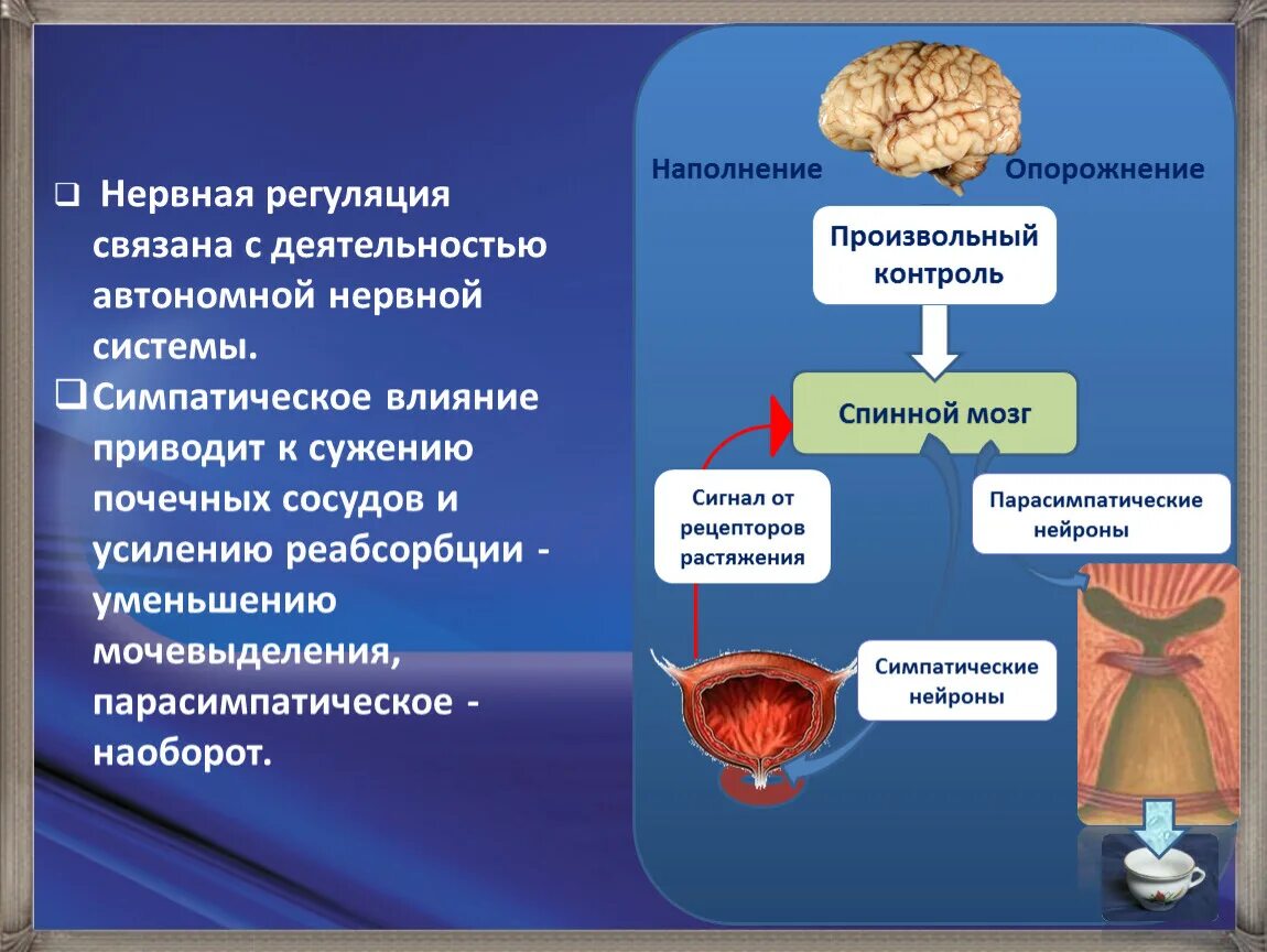 Как происходит регуляция работы почек гуморальным путем. Нервная регуляция. Нервная и гуморальная регуляция выделительной системы. Виды нервной регуляции. Нейрогуморальнпя регуляции выделительной систмеы.