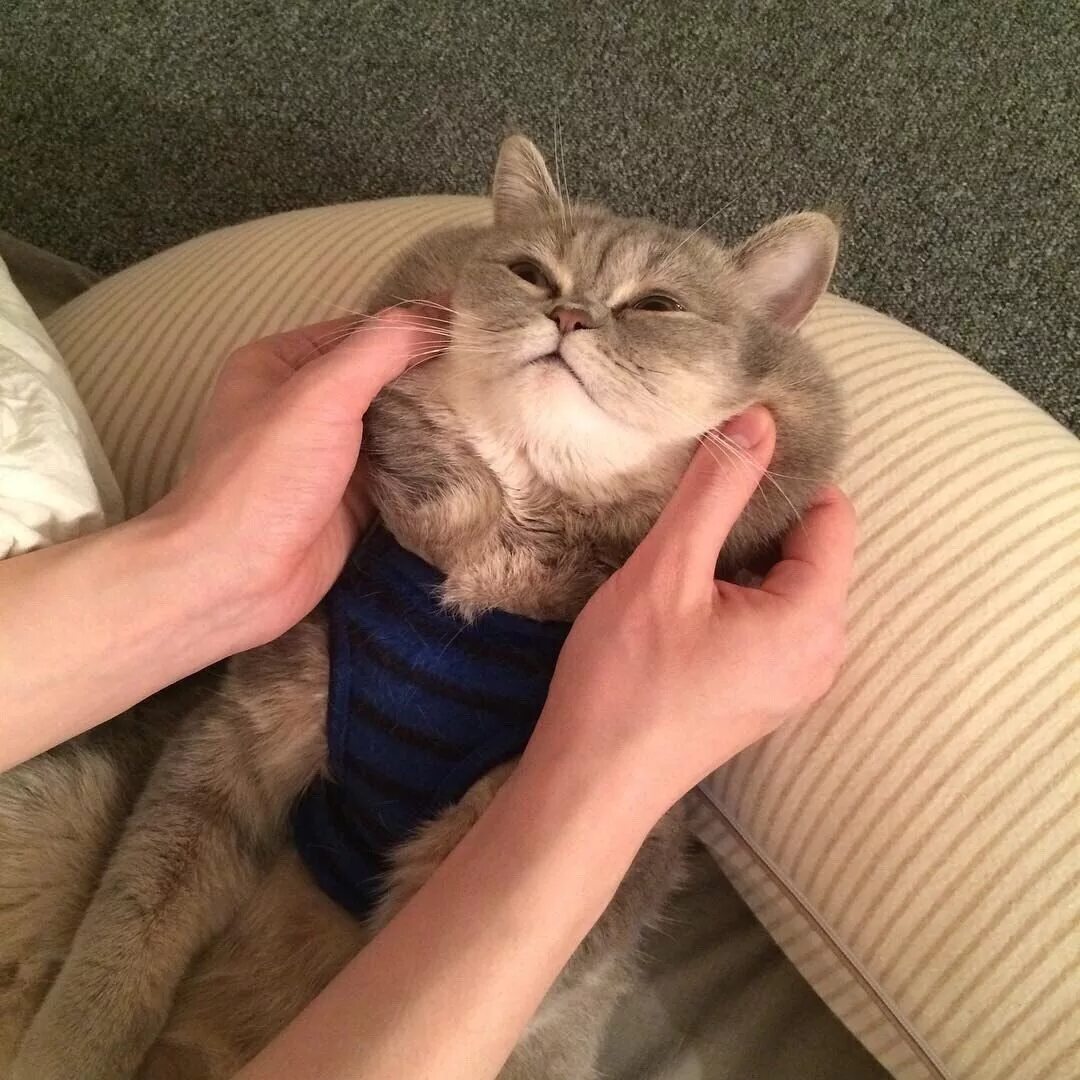 хозяин трогать. кошки маленькие. хозяин трогать. затисканный котик. кота за щеки.