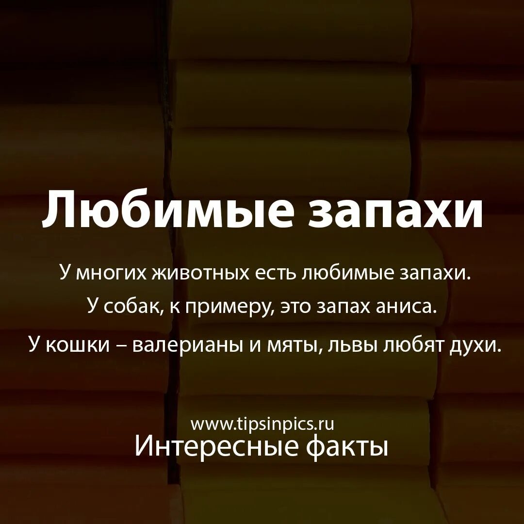 Цитата про запах. Высказывания про запахи. Цитаты о парфюмерии. Высказывания про парфюмерию. Афоризмы про парфюмерию.