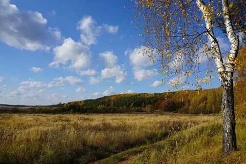 Федоровская осень на опушке