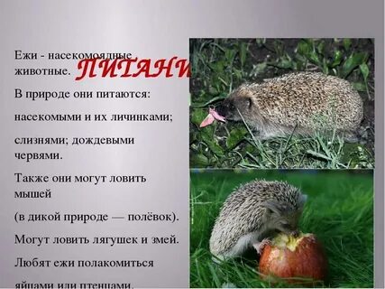 Программы ежи