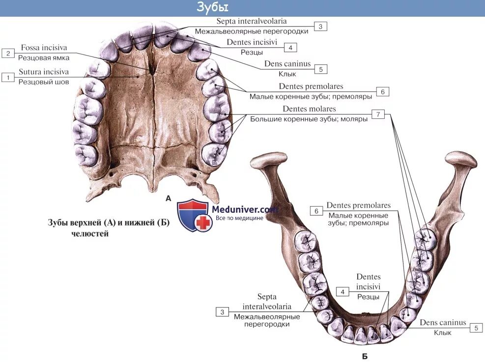Зубной на латыни. Строение зубов резцы моляры. Нижняя челюсть зубы анатомия строение. Резцы нижней челюсти латынь. Строение коренных зубов верхней челюсти.