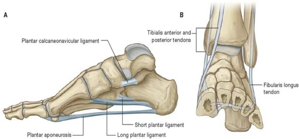 Связки свода стопы анатомия. Ладьевидная кость стопы анатомия. Ладьевидная кость стопы суставы. Подошвенная пяточно-ладьевидная связка. Поддержка свода