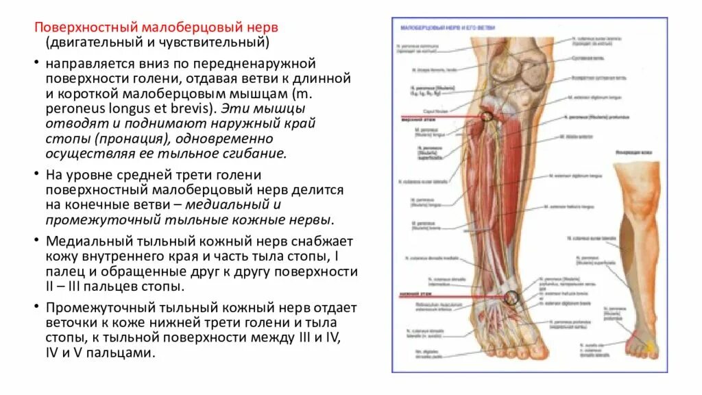Нейропатия малоберцового нерва. Малоберцовый нерв анатомия схема. Повреждение малоберцового нерва на ноге. Малоберцовый нерв на стопе.