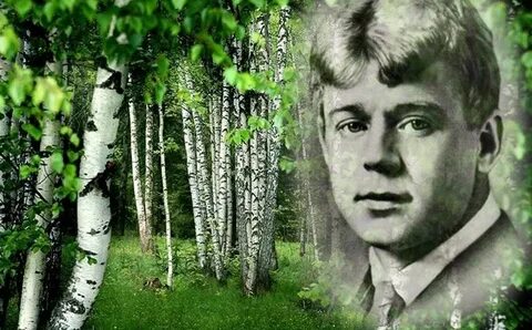 Край ты мой березовый есенин