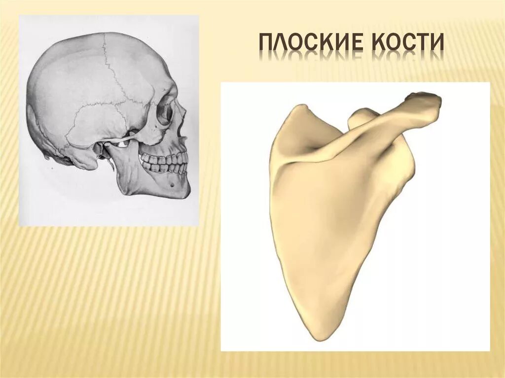 Строение плоских костей. Плоский. Плоская кость. Схема плоской кости.