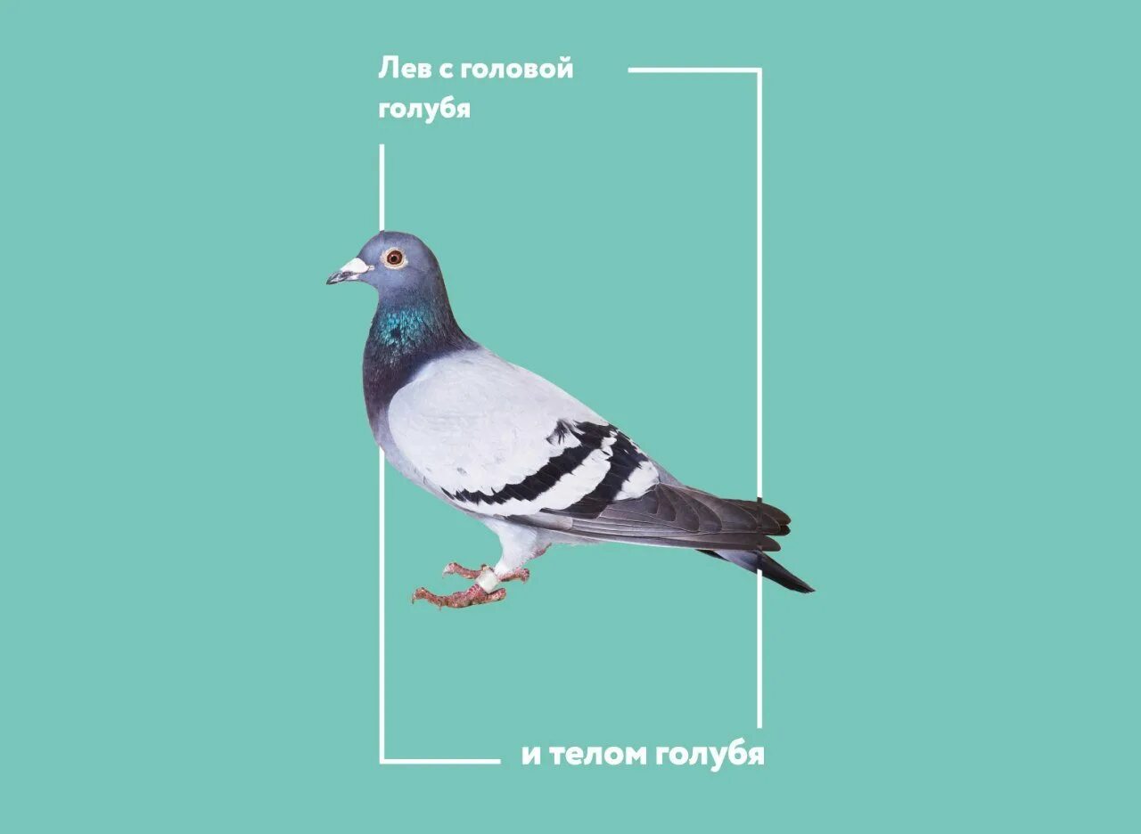 Вес голубя. Лев с головой голубя и телом голубя. тело голубя. голубь длина тела. размер голубя.