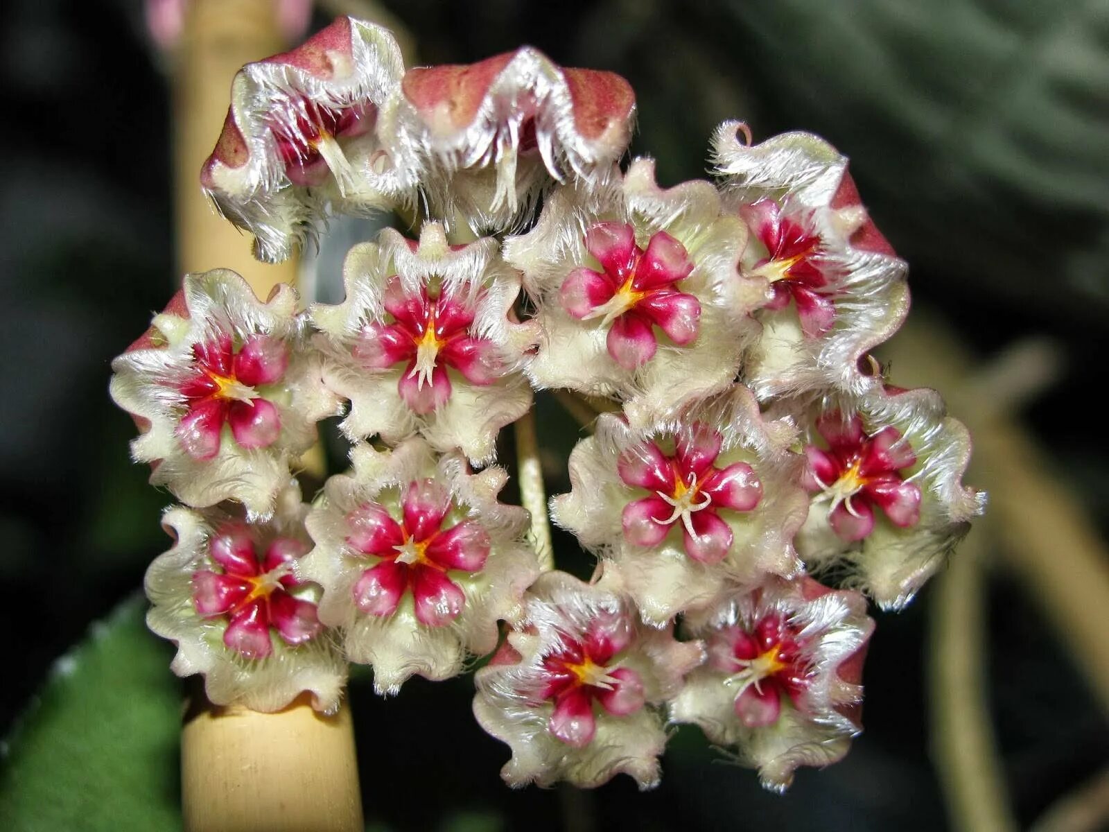 Каудата суматра. Хойя caudata sumatra. хойя hoya caudata. хойя каудата сильвер сплеш. хойя caudata silver.